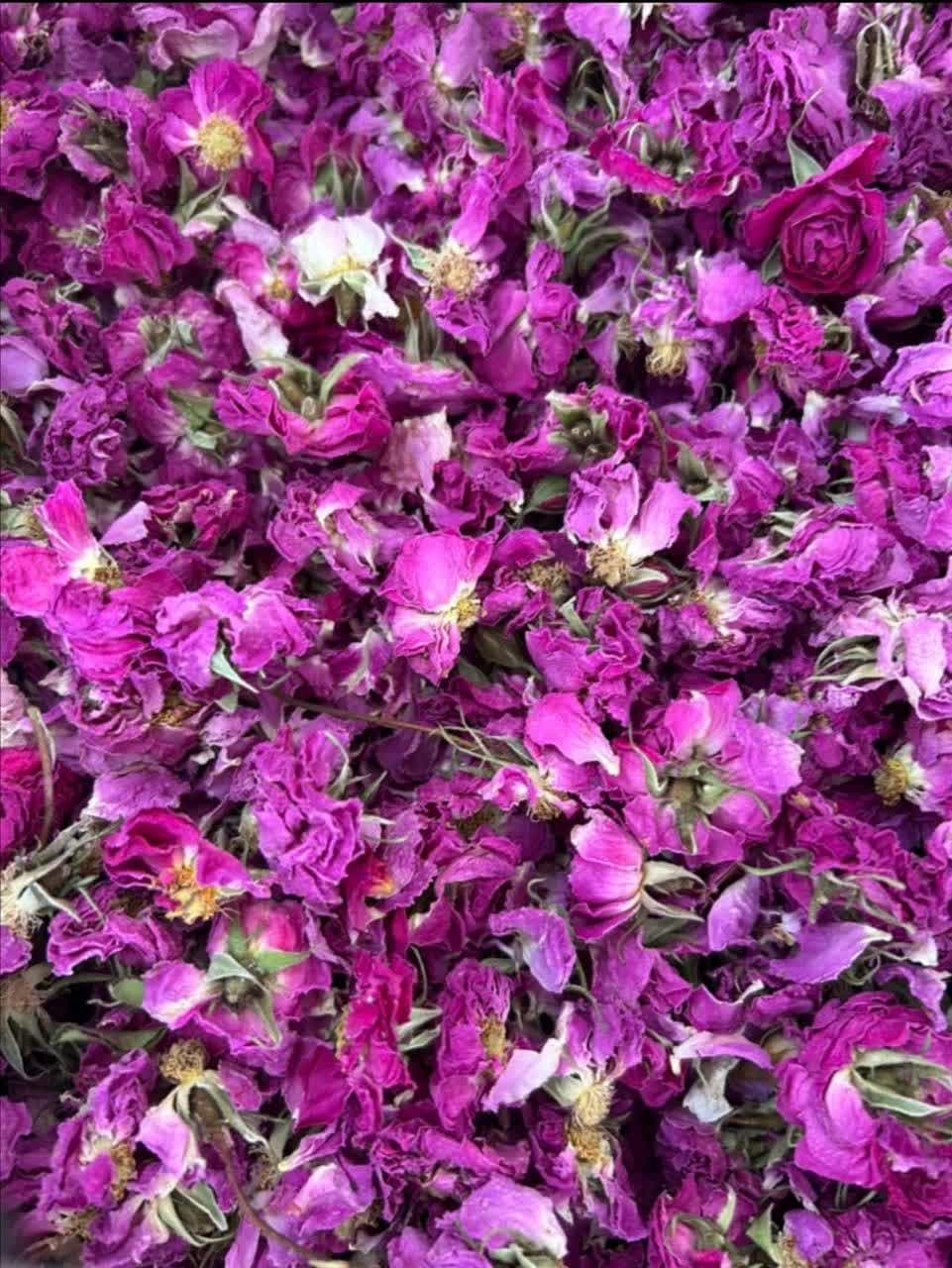 گل محمدی درجه یک + قیمت استثنائی
